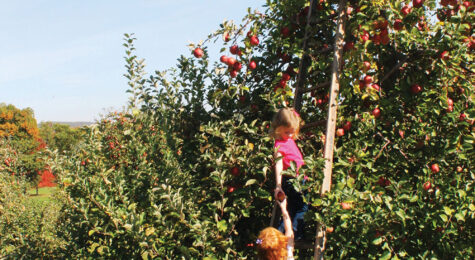 With four regions as options, Pennsylvania's Apple Trail features traditional farms, bakeries, cideries and more.