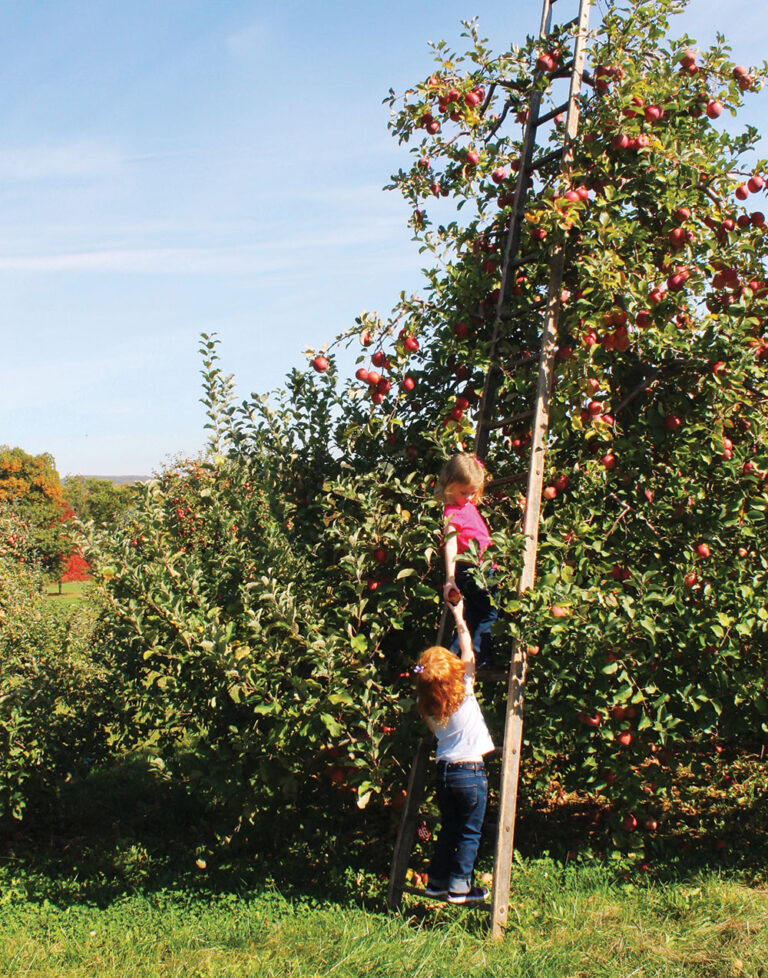 With four regions as options, Pennsylvania's Apple Trail features traditional farms, bakeries, cideries and more.