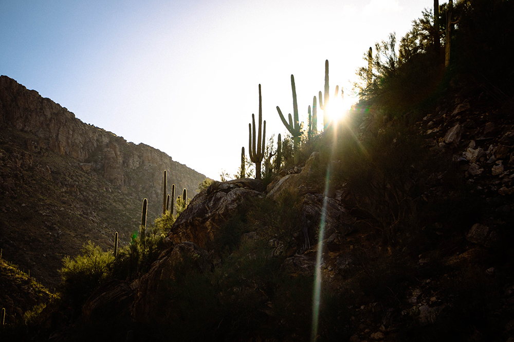 The sun sets behind saguaros cacti in the Sabino Canyon near Tucson, AZ.