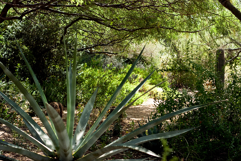 Tohono Chul is a desert botanical garden in Tucson, Arizona. 
