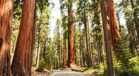 Image of huge sequoia trees at the Redwood National and State Park in California. The park is a UNESCO World Heritage Site.