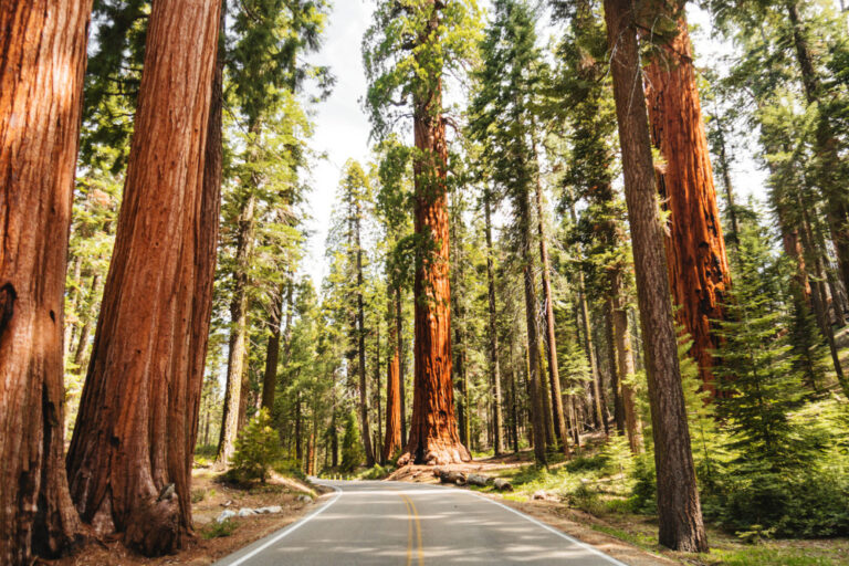 Image of huge sequoia trees at the Redwood National and State Park in California. The park is a UNESCO World Heritage Site.