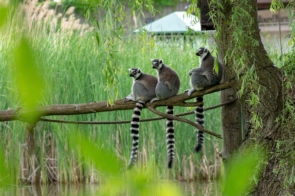 Lemurs at Potawatomi Zoo in South Bend, IN