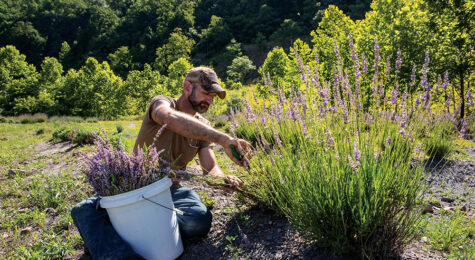 David Jones harvests Lavender from the Appalachian Botanicals field near Foster. Appalachian Botanicals has planted 35 acres of Lavender on reclaimed land where a coal mine operated. It is part of the Advantage Valley region of West Virginia.