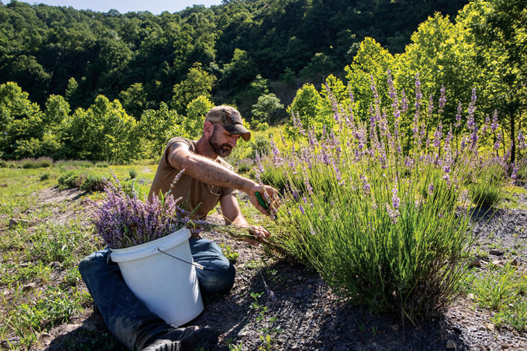 David Jones harvests Lavender from the Appalachian Botanicals field near Foster. Appalachian Botanicals has planted 35 acres of Lavender on reclaimed land where a coal mine operated. It is part of the Advantage Valley region of West Virginia.