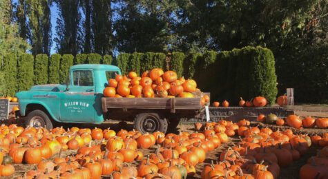 Little blue truck full of pumpkins at a pumpkin patch.