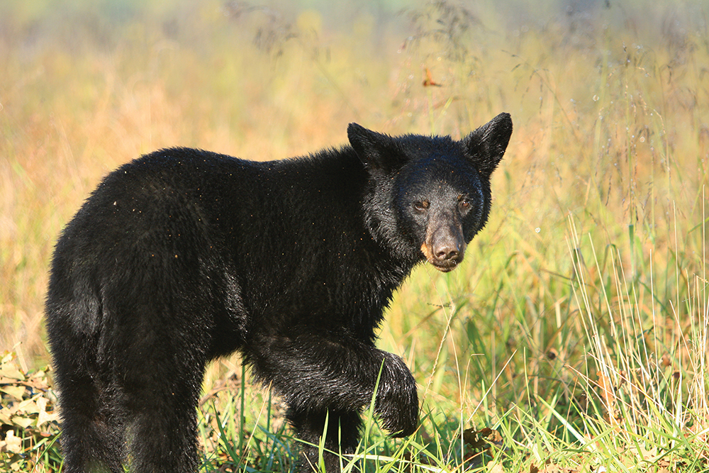 Black bear poses in a field in Blount County, TN.
