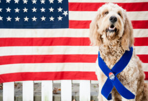 A stock photo of a Golden-doodle dog wearing a Vote button