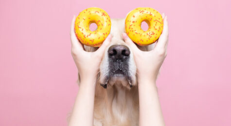 A girl's hands hold fresh yellow donuts near the eyes of a cute dog on a pink background. A golden retriever eats sweet buns.