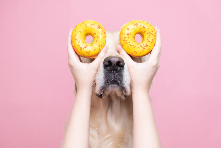 A girl's hands hold fresh yellow donuts near the eyes of a cute dog on a pink background. A golden retriever eats sweet buns.