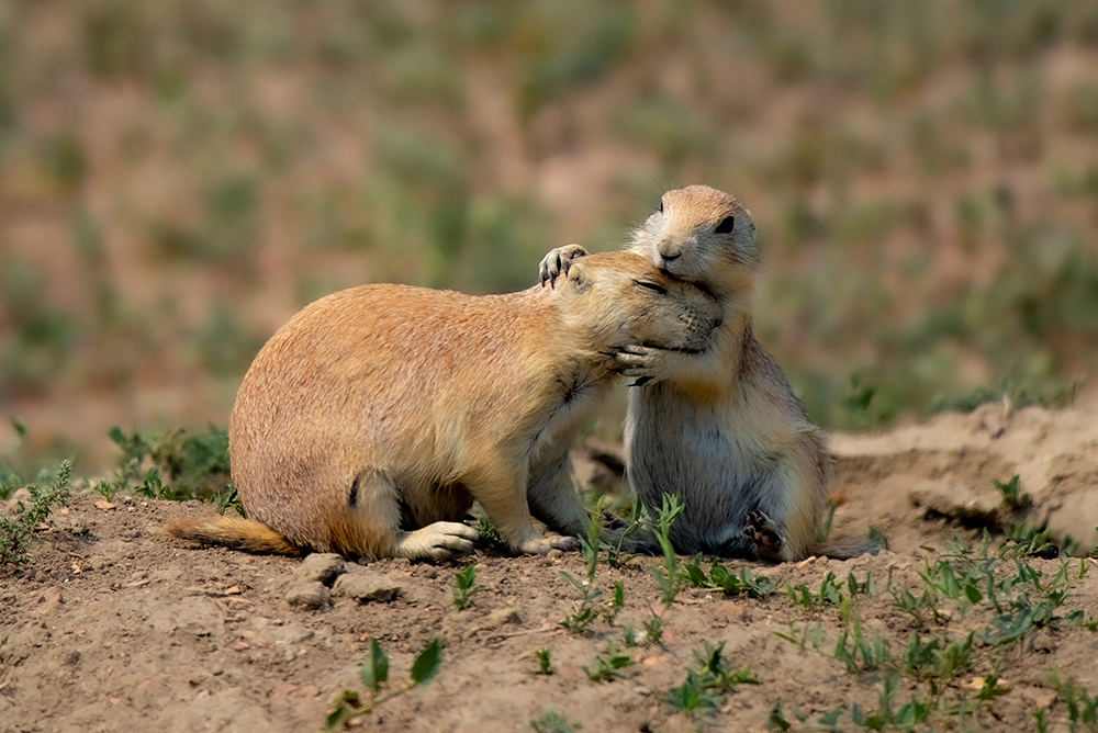 Prairie Dogs embrace in North Dakota.