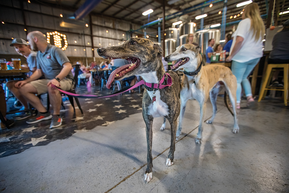 Dogs and their people gather during trivia night at Mill Creek Brewing Company in Nolensville, Tennessee. Nolensville is in Williamson County.