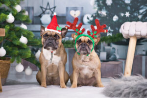what to get your pet for christmas