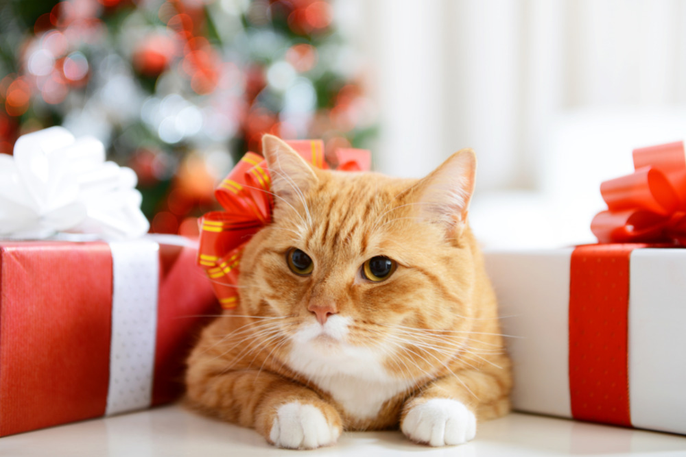 What do pets want for Christmas?