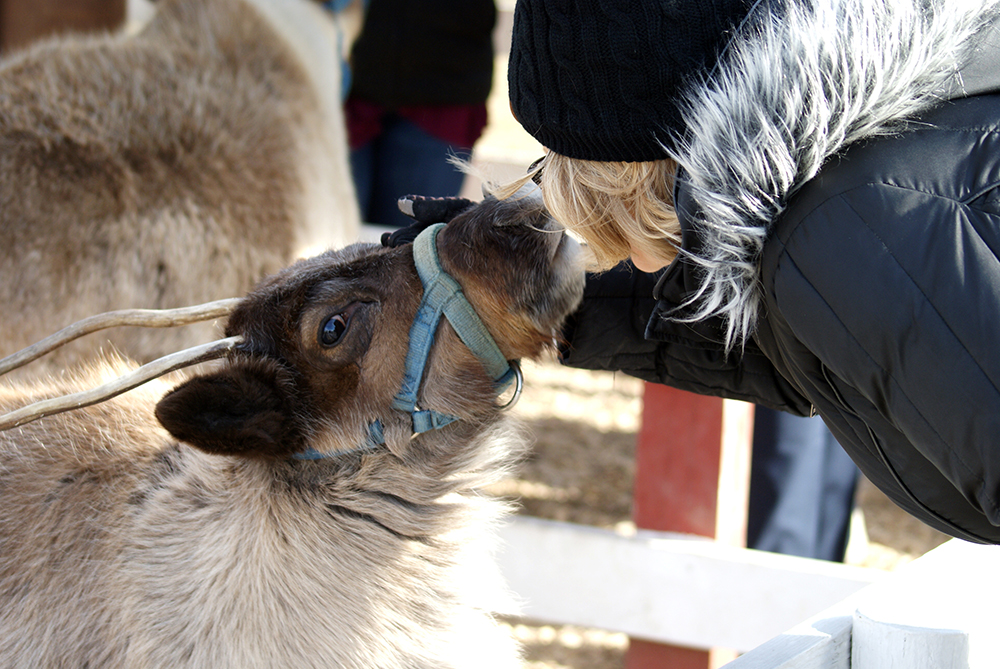 Woman kisses a reindeer in Champaign, IL.