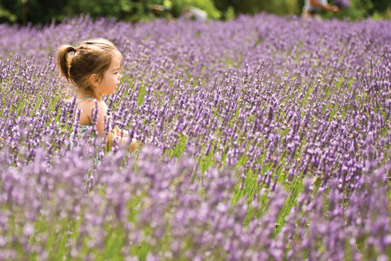 Child in a lavender field in Nampa, Idaho.