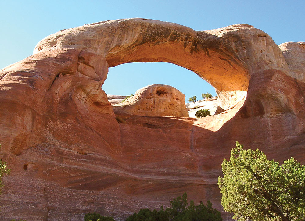 Cedar_tree_arch.jpg