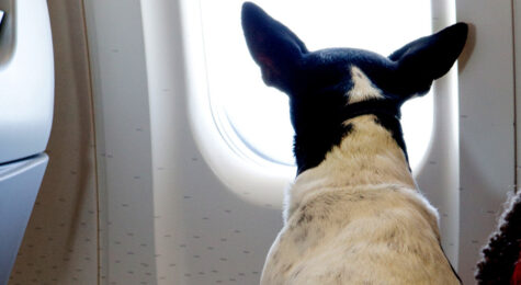 Wondering what it's like to travel with a pet and which airlines that let you travel with pets? We've got you covered.