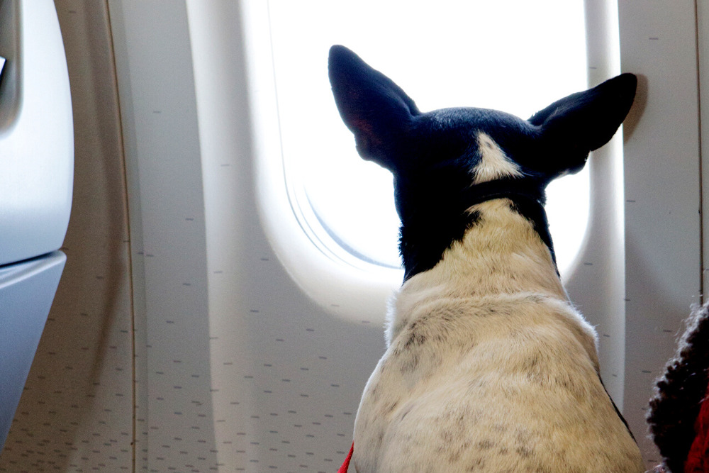Wondering what it's like to travel with a pet and which airlines that let you travel with pets? We've got you covered.