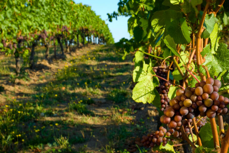 Stock photo of grapes on the vine at a vineyard.