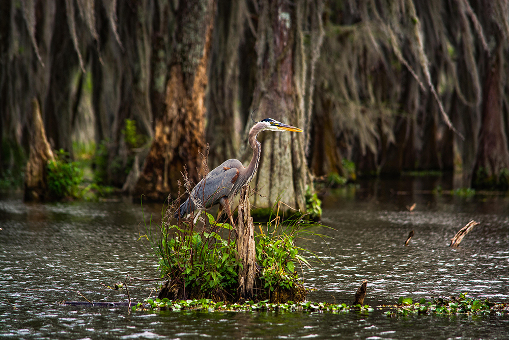 bird in the swamp, Lafayette, LA