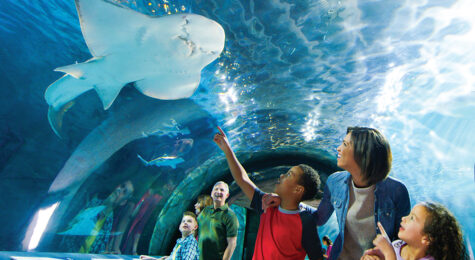 Newport Aquarium invites you to swap stares with white crocodiles, enjoy some (manta) rays and brave a rope bridge across a tank full of sharks. The Newport Aquarium is located in Northern Kentucky.