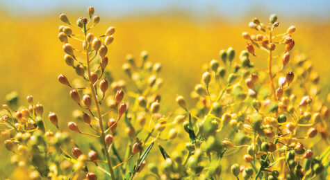 Diesel fuel can be produced from camelina feedstock.