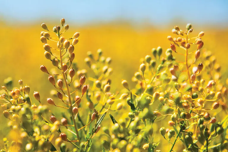 Diesel fuel can be produced from camelina feedstock.