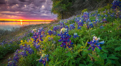 The prolific wildflowers in Flower Mound, TX, make this Dallas-Fort Worth suburb a pretty place to live.