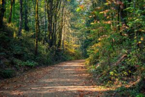 Trail with Trees