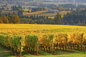 rows of grape vines in Autumn colors in the Willamette Valley in Oregon