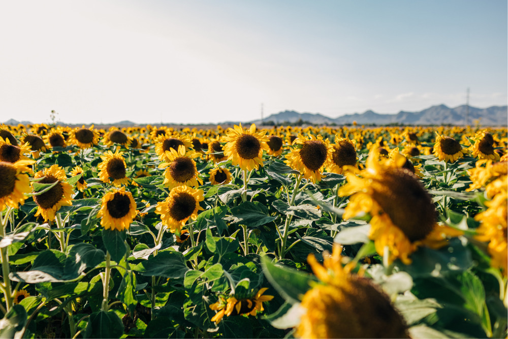 Sunflower field with mountains in the background on sunny day in Buckeye, Arizona, United States