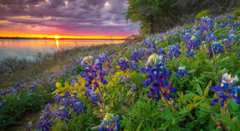 The prolific wildflowers in Flower Mound, TX, make this Dallas-Fort Worth suburb a pretty place to live.