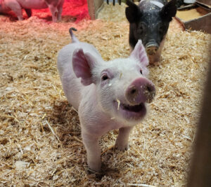 Pigs on the farm in Castle Rock, CO
