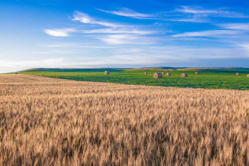 Wheat fields in Dickinson, North Dakota.