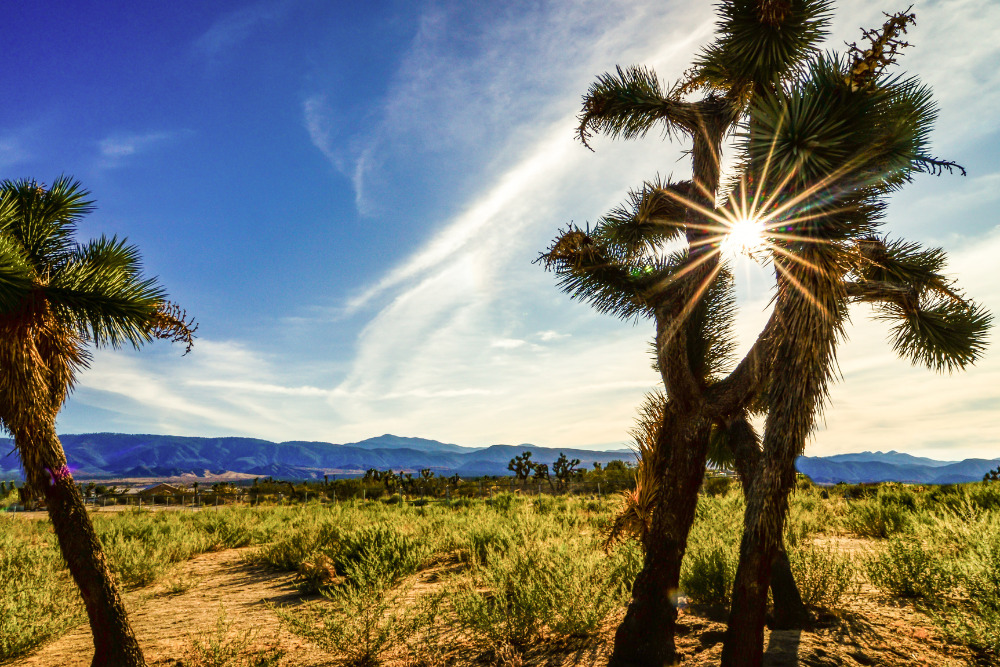 A beautiful shot of the sun shining through Joshua trees in Victorville, California.