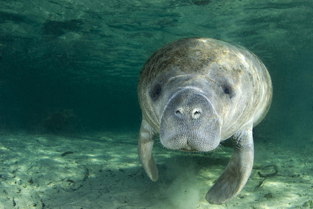 A manatee swims in Blue Spring State Park. Watching manatees swim is one of the top things to do in central Florida.