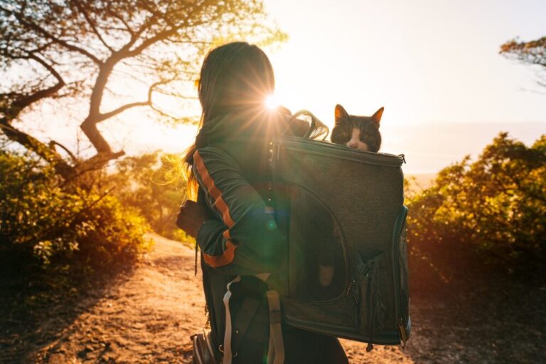 Want to be the best pet parent in 2024? These 6 New Year's resolutions will help you prioritize your pet's health, happiness, and well-being throughout the year.