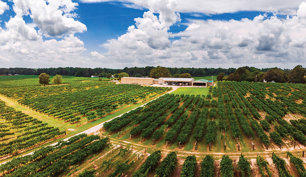 Hinnant Family Vineyards in Triangle East, NC