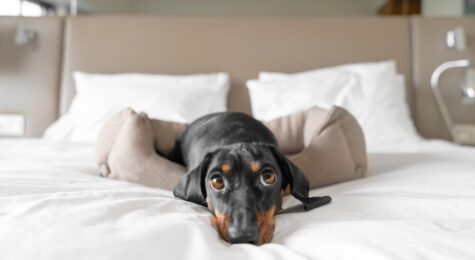 Traveling with your furry friend? Discover 9 stylish and welcoming pet-friendly hotels across the US, offering luxurious amenities, stunning locations, and unforgettable experiences for you and your pet.