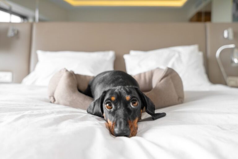 Traveling with your furry friend? Discover 9 stylish and welcoming pet-friendly hotels across the US, offering luxurious amenities, stunning locations, and unforgettable experiences for you and your pet.