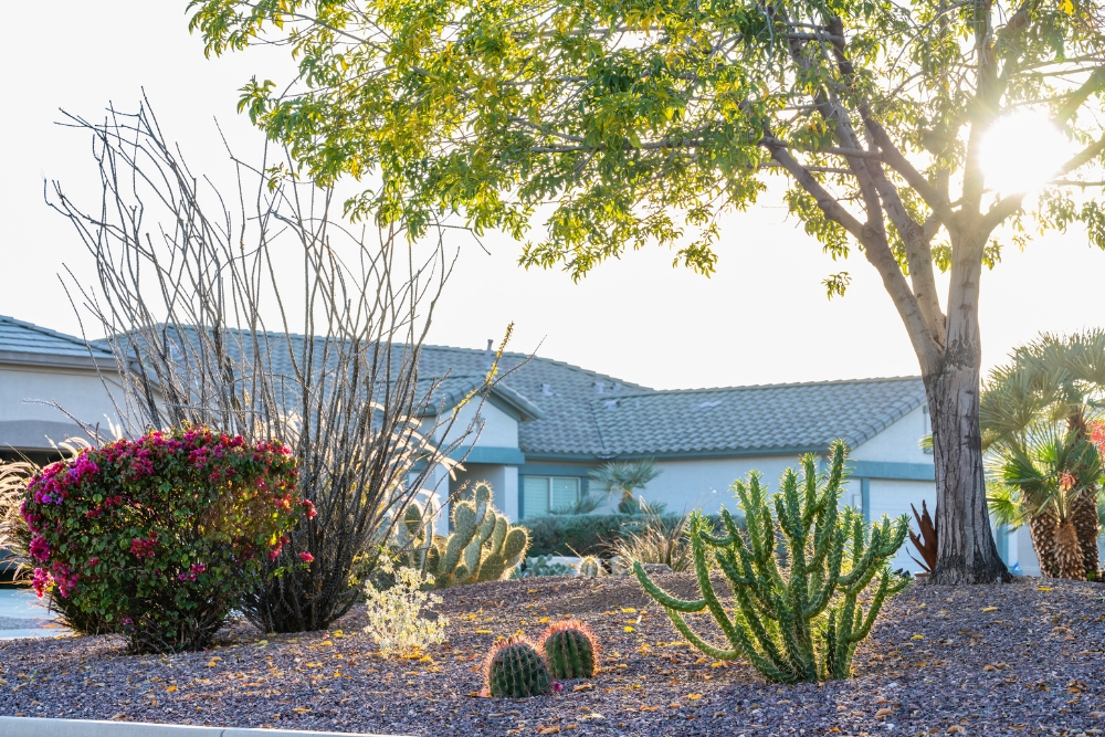 A garden with cactuses in Chandler, Arizona. Chandler is one of the best places to live in the Southwest.