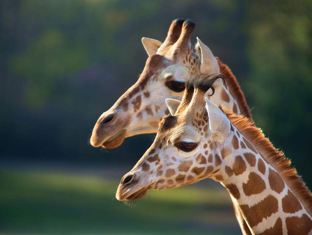 Giraffes at Caldwell Zoo in Tyler, TX