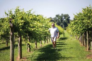 Bart Horton checks the grapes growing in the vineyards at Century Farm Winery, a vineyard near Jackson, TN.