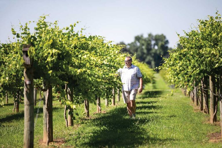 Bart Horton checks the grapes growing in the vineyards at Century Farm Winery, a vineyard near Jackson, TN.