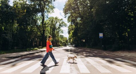 dog-friendly cities
