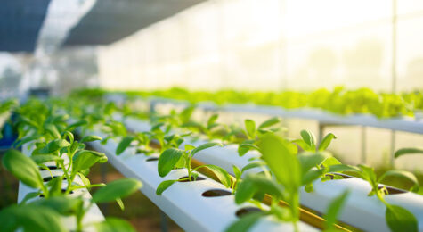 For article about hydroponic farms in Eastern Idaho.