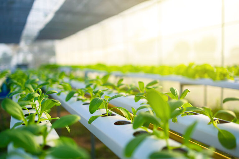 For article about hydroponic farms in Eastern Idaho.