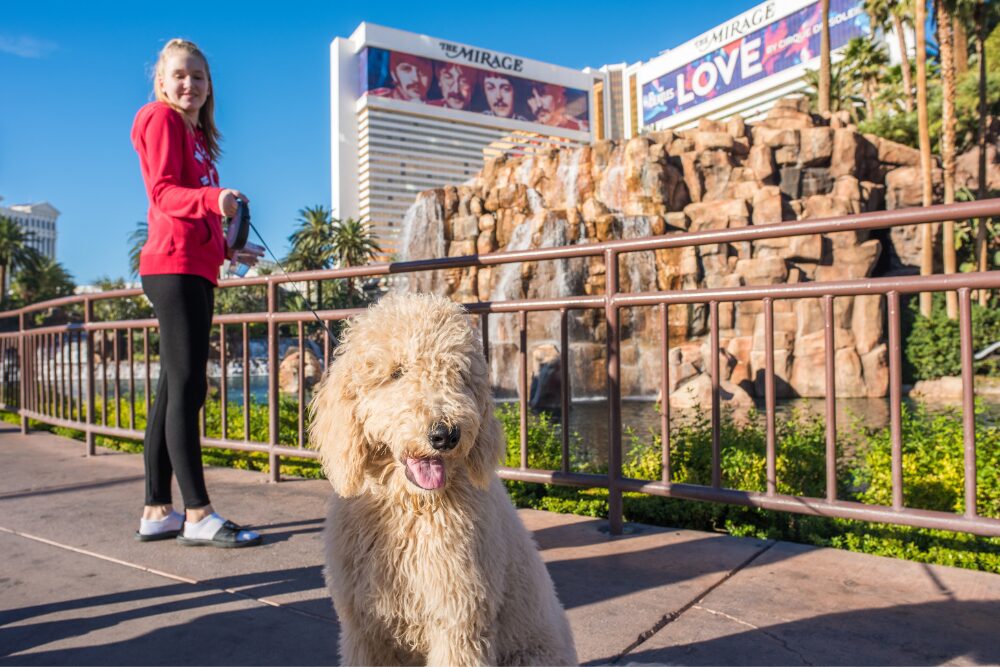 Las Vegas, NV is a pet-friendly place.