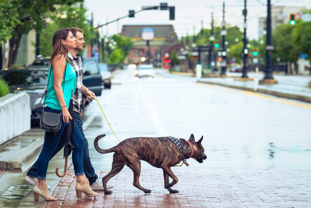 Salt Lake City, UT is a pet-friendly place.